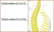 texas spine center provides anatomy for back pain and neck pain and scoliosis